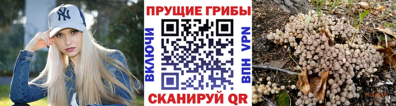 блэк спрут ССЫЛКА  Павловск  Галлюциногенные грибы MAGIC MUSHROOMS  дарнет шоп 